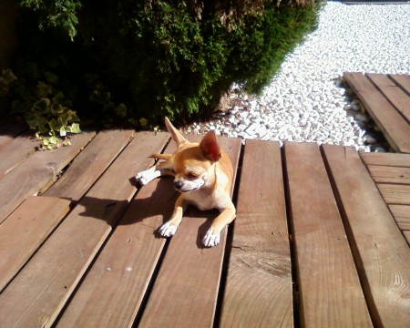 Notre chien qui prend du bon temps